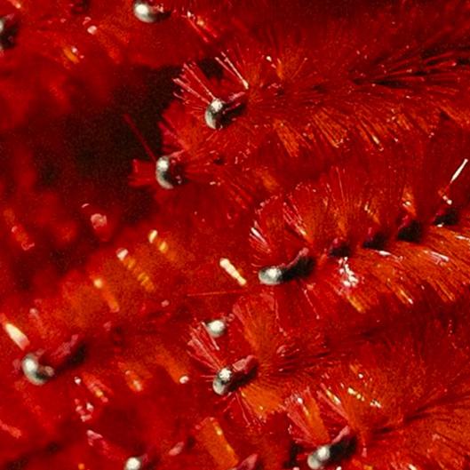 Red light membership